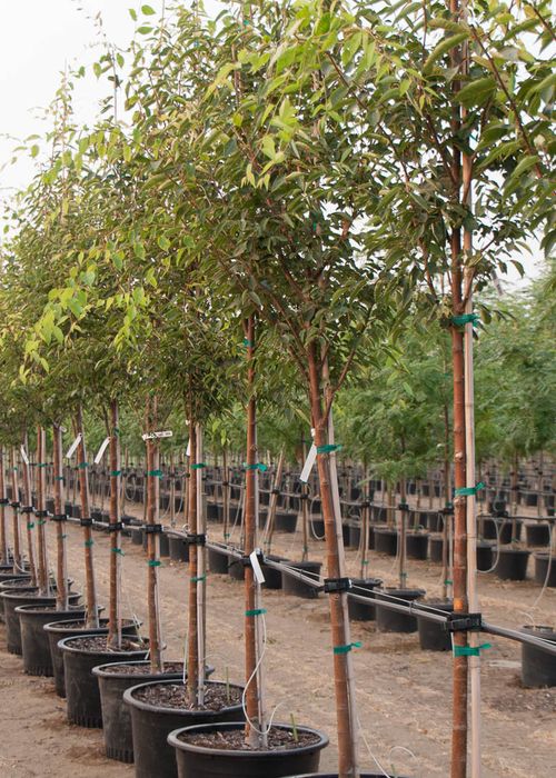 Green Vase® Zelkova Tree Garden Gate Nursery